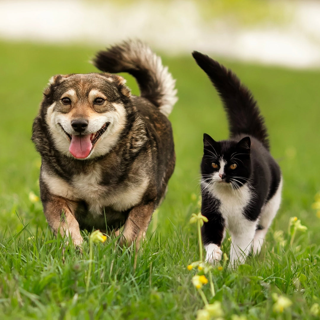 Transitioning your Pet to a Fresh Food Diet