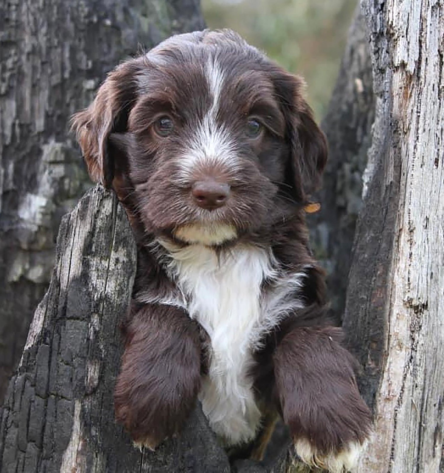 Perfect Puppy Nutrition by Dr Bruce