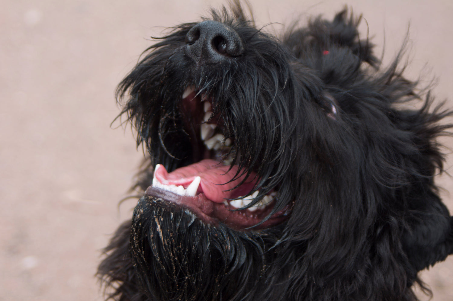 A Natural Approach to Pet Dental Health