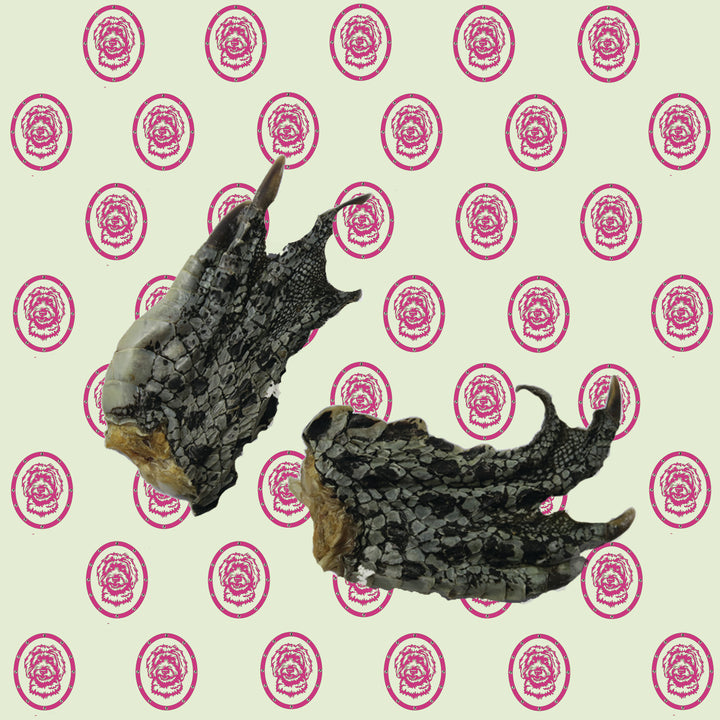 Crocodile Large Feet - 2 Pieces